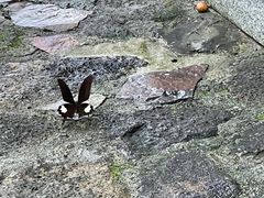 -广州市石门国家森林公园