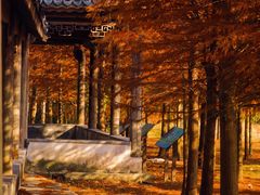 -上海海湾国家森林公园