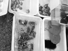 -清平路水族市场