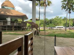 -清迈夜间动物园