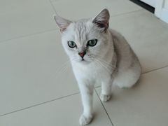 -怪兽屋·羊驼·猫咖·狗咖(俊华广场店)