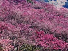 -广州市石门国家森林公园