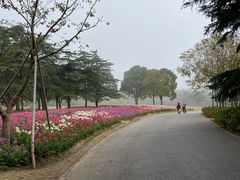 -上海滨江森林公园