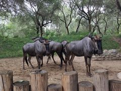 -北京野生动物园