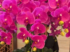 -上海小南国(国发店)