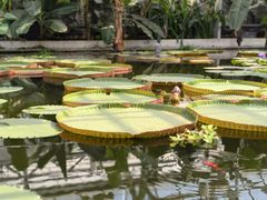 -国家植物园南园