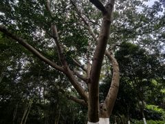 -广西壮族自治区药用植物园