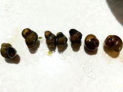 -呼吸森林·生态农庄农家乐私房菜