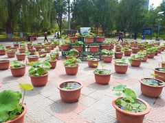 -莲花池公园