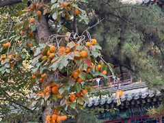 -潭柘寺景区