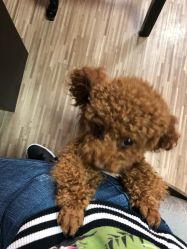-JERRY日式美甲美睫纹绣工坊