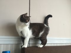 -喵园·猫主题咖啡厅·撸猫·猫咖(国贸店)