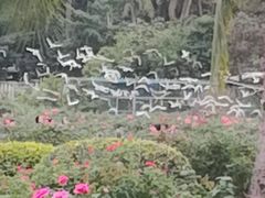 -亚龙湾国际玫瑰谷