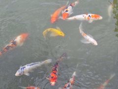 -梧桐人家中国太平国际健康颐养社区