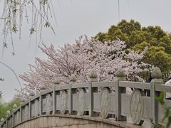 -顾村公园