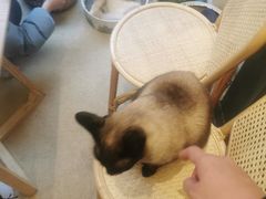 -猫友咖啡店(玉林西路店)