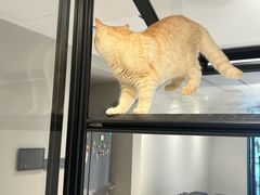 -博特宠物医院24h犬猫全科.骨科·异宠