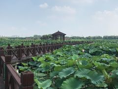 -荷塘月色湿地公园·向阳花洲