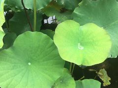 -陈家山荷花公园