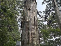 -天目山大树王景区