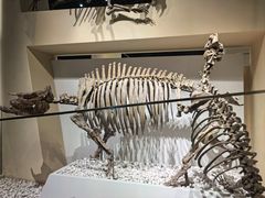 -国家自然博物馆