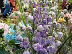 -双季花艺园艺市场(浦东店)