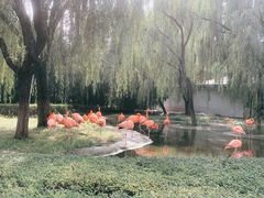 -石家庄市动物园