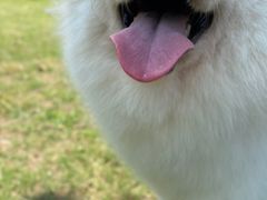 -趣多多宠物公园·宠物训犬学校·宠物寄养