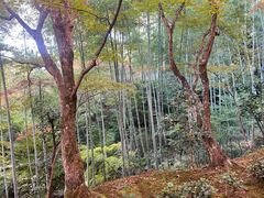 -常寂光寺