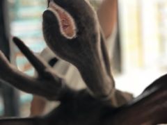 -鹿境梅花鹿生态园区