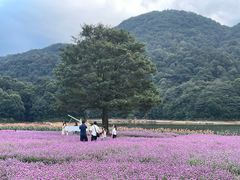 -广州市石门国家森林公园