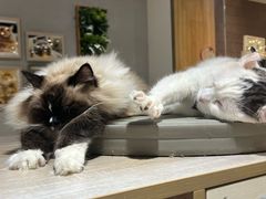 -藏猫猫咖啡主题馆(中央大道店)