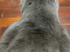 -关爱宠物医院·猫科中心·消化科(滨湖万达分院)