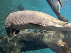 -上海海洋水族馆