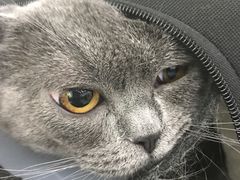 -伟伟宠物医院·CT影像中心·瑞派犬猫综合性门诊(汉口总院)