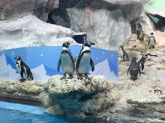 -帝企鹅自助餐厅•儿童岛•真企鹅(长隆企鹅酒店)