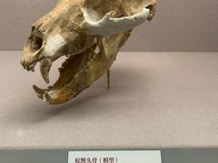 -北京大学赛克勒考古与艺术博物馆