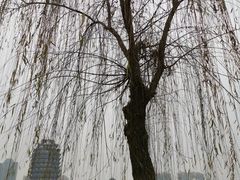 -眉山湿地公园(东坡区)