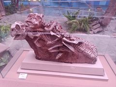 -陕西自然博物馆