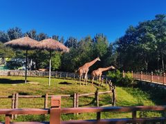 -北京野生动物园