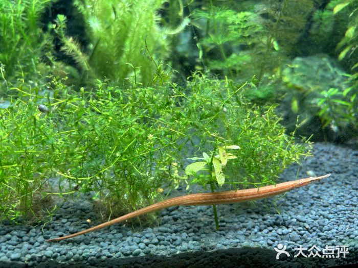 上海海洋水族馆图片