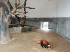 -杭州野生动物世界