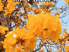 -洲头咀公园