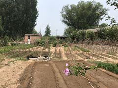 -白洋淀锅里口灶台鱼
