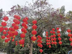 -深圳仙湖植物园