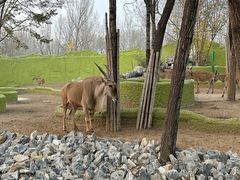 -北京野生动物园