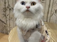 -楼上猫咖(罗湖店)