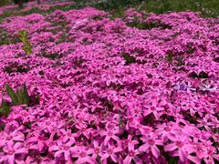 -南通洲际绿博园