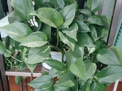 -金狮麟·新豫菜(杏石口路店)