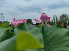 -白洋淀风景区